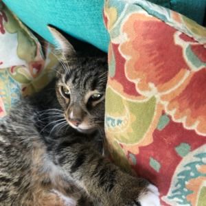 Meet your Posher, Patti